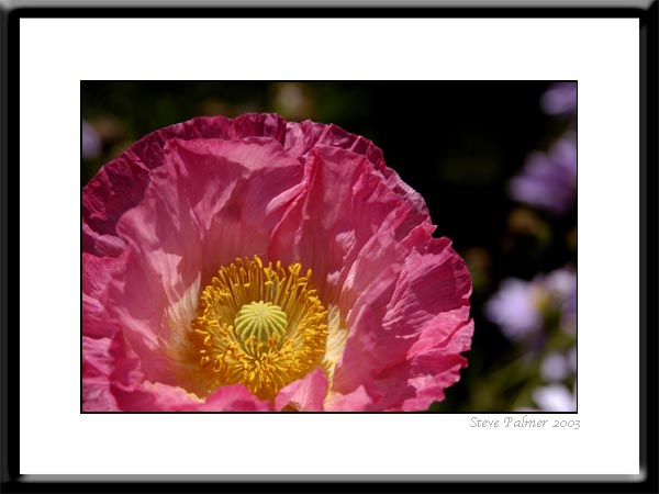 Concentric Poppy